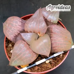 Haworthia bayeri cv. suisyo