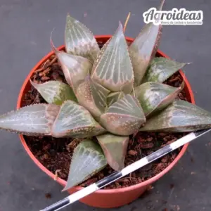 Haworthia esterhuizenii x bev's wonder