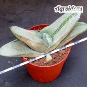 Gasteria Iso-Matsu