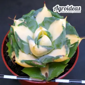 Agave isthmensis "Ohi Raijin Shiro Nakafu"