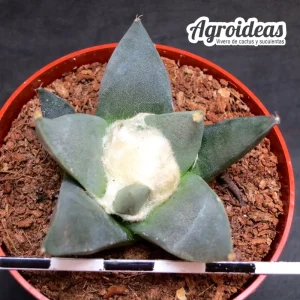 Ariocarpus retusus scapharostroides
