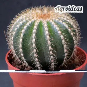 Uebelmannia pectinifera var. flavispina