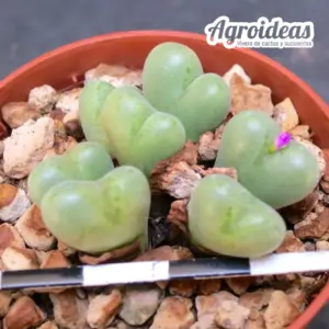 Conophytum chauviniae "Middelkop"
