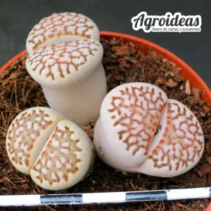 Lithops F109R. Julii red reticulate