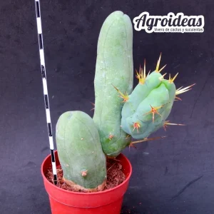 Trichocereus bridgesii «monstruoso» AKA: Penis Cactus