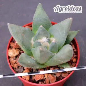 Ariocarpus retusus