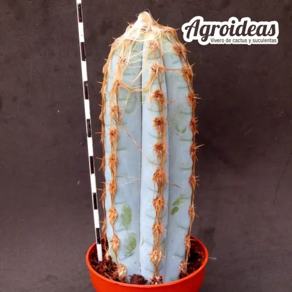 Pilosocereus glaucescens