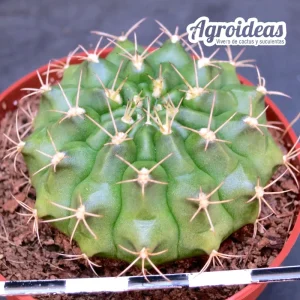 Gymnocalycium anisitsii