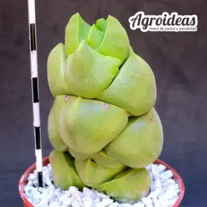 Crassula deceptor "Green"