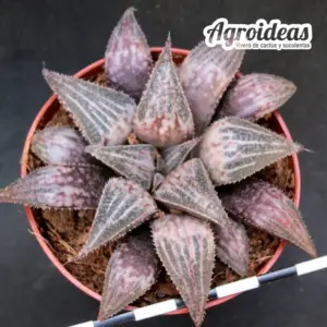 Haworthia «Bev’s wonder»
