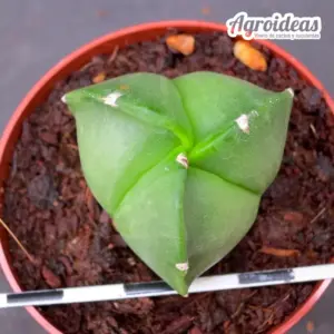 Astrophytum nudum "tricostatum"