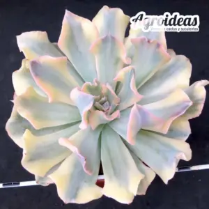 Echeveria "Liberia" variegata