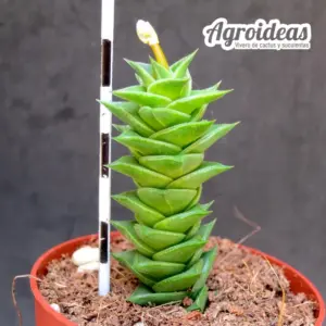 Astroloba spiralis ssp. foliolosa