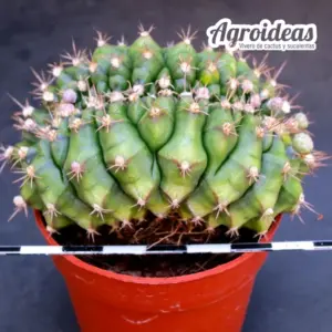 Gymnocalycium anisitsii "cristata"