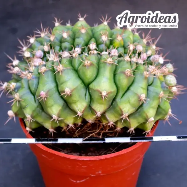 Gymnocalycium anisitsii "cristata"