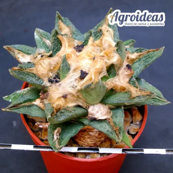 Ariocarpus furfuraceus X Fissuratus v. hintonii - Imagen 2