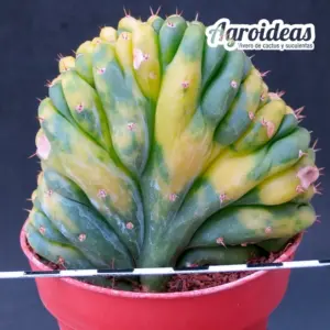 Trichocereus pachanoii "Cristata & Variegata"