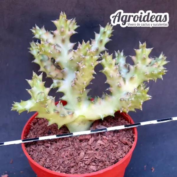 Edithcolea grandis - Imagen 2