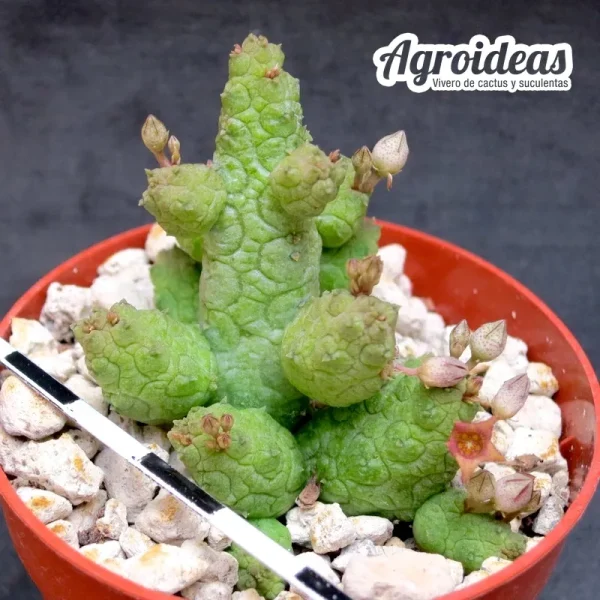 Stapelianthus madagascariensis x Pseudolithos caput-viperae - Imagen 2