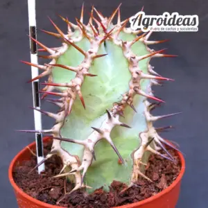 Euphorbia virosa ssp. virosa