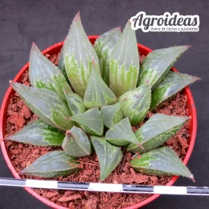 Haworthia paradoxa