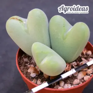 Conophytum apiatum