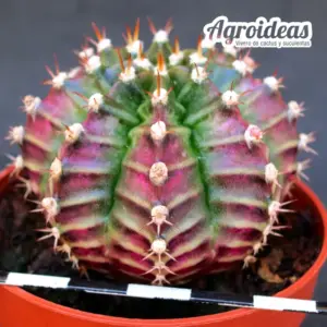 Gymnocalycium mihanowichii "Purple Nebula"