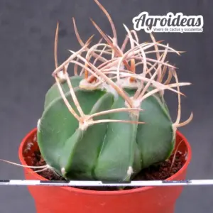 Astrophytum capricorne cv. "Buffalo"