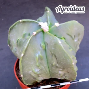 Astrophytum «fukuryu» var. nudum