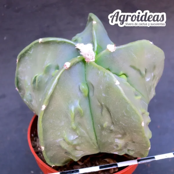 Astrophytum «fukuryu» var. nudum