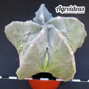 Astrophytum myriostigma "Fukuryu"
