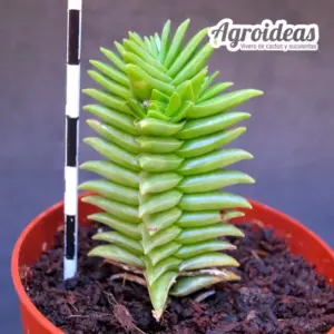 Crassula "Constellation"