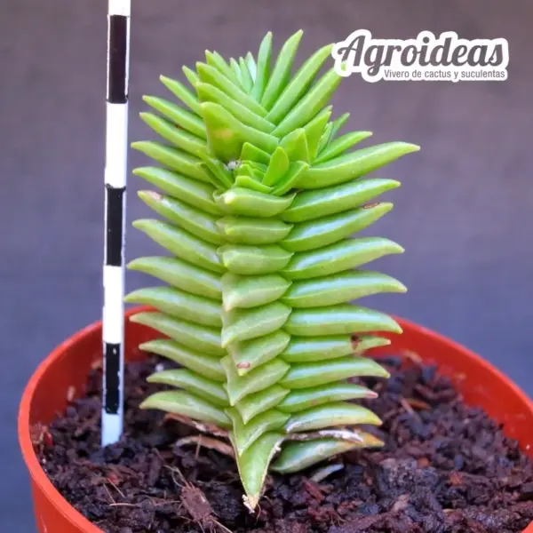 Crassula "Constellation"