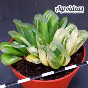 Haworthia «Seiko nishiki» Variegata