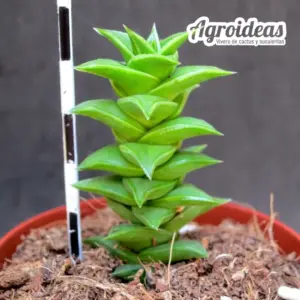 Astroloba smutsiana