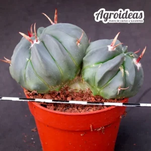 Echinofossulocactus coptonogonus "bicéfalo"