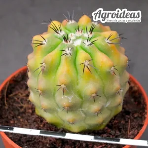 Copiapoa híbrida "selección"
