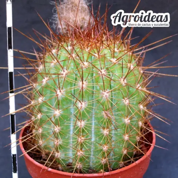 Trichocereus "Apricot Glow" - Imagen 2