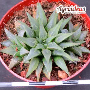 Haworthia heidelbergensis var. skabra