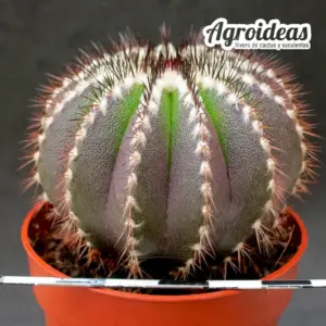 Uebelmannia pectinifera var. multicostata "M-6,5 cm"