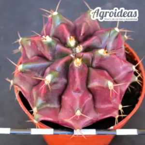 Gymnocalycium mihanowichii «T-Rex» selección ejemplar