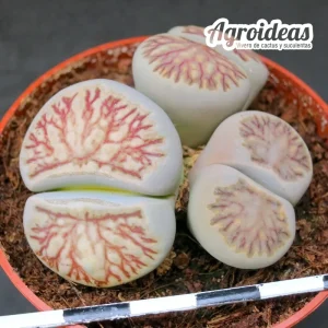 Lithops Julii "Kikukaseki"