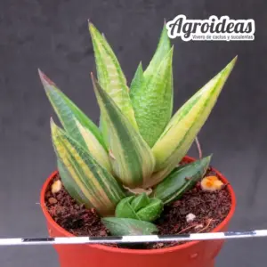 Haworthia glabrata "variegata"