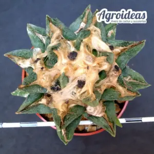 Ariocarpus furfuraceus X Fissuratus v. hintonii