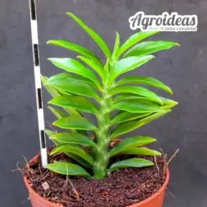 Pedilanthus tithymaloides "fr. compacta"