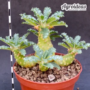 Dorstenia Lavrani "Gran Ejemplar Seedling M-13"