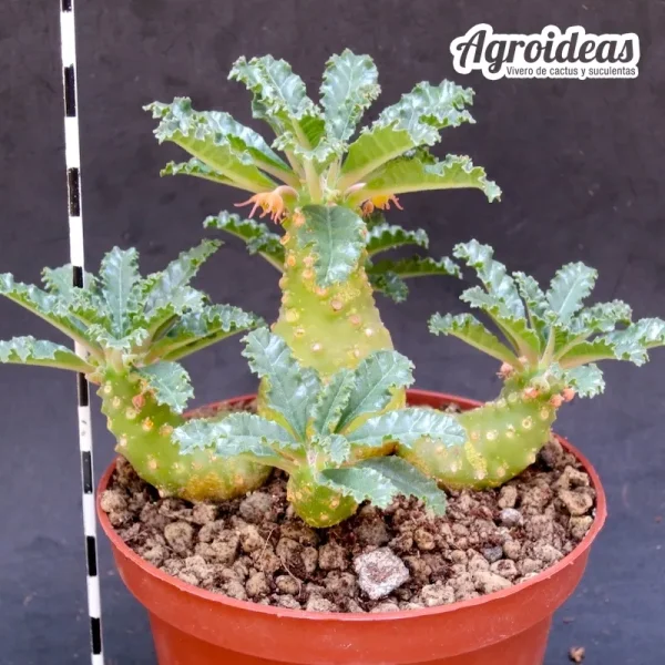 Dorstenia Lavrani "Gran Ejemplar Seedling M-13"