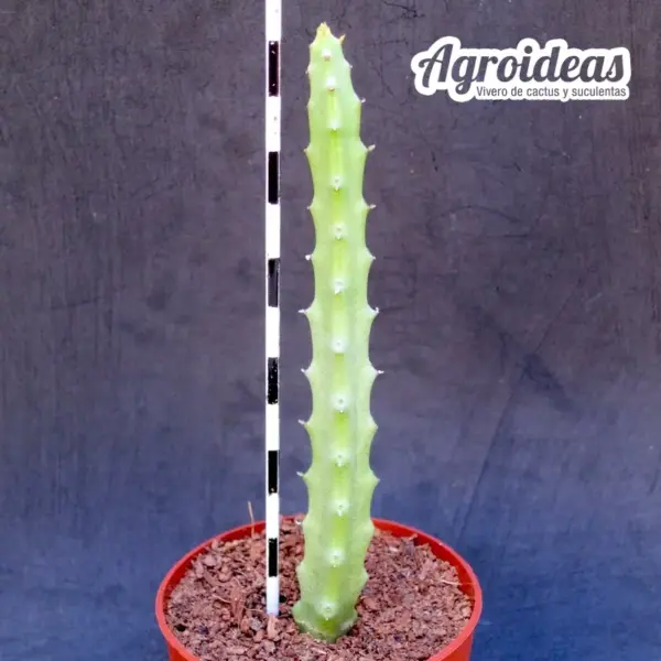 Caralluma staintonii - Imagen 2