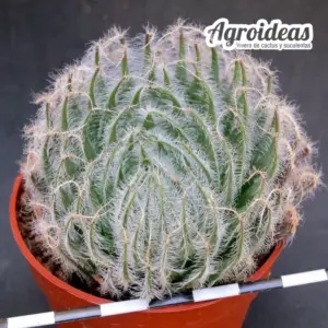 Haworthia capillaris