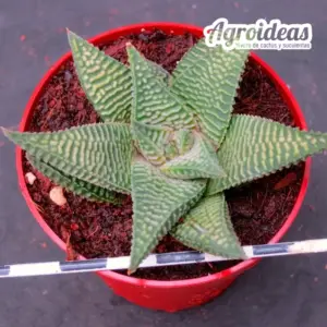 Haworthia striata X koelmaniorum